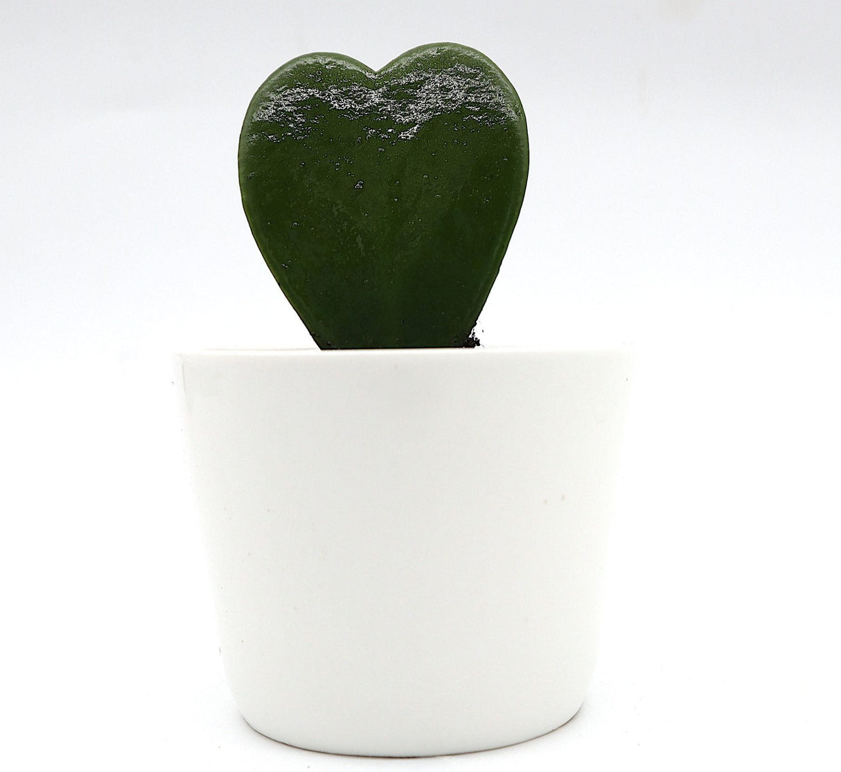 Lucky Heart "Hoya Kerrii" 5-8cm