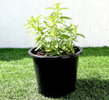 Habak Desert Mint "Mentha longifolia" Vegetable Herb Plant 6ltr Pot