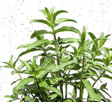 Habak Desert Mint "Mentha longifolia" Vegetable Herb Plant 6ltr Pot