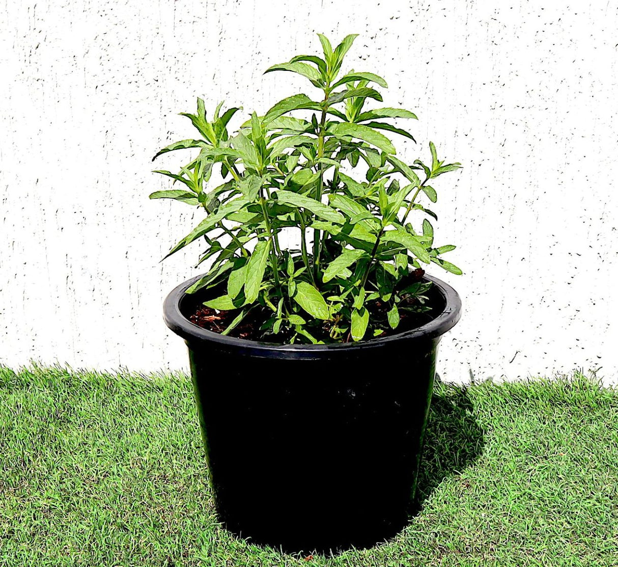 Habak Desert Mint "Mentha longifolia" Vegetable Herb Plant 6ltr Pot