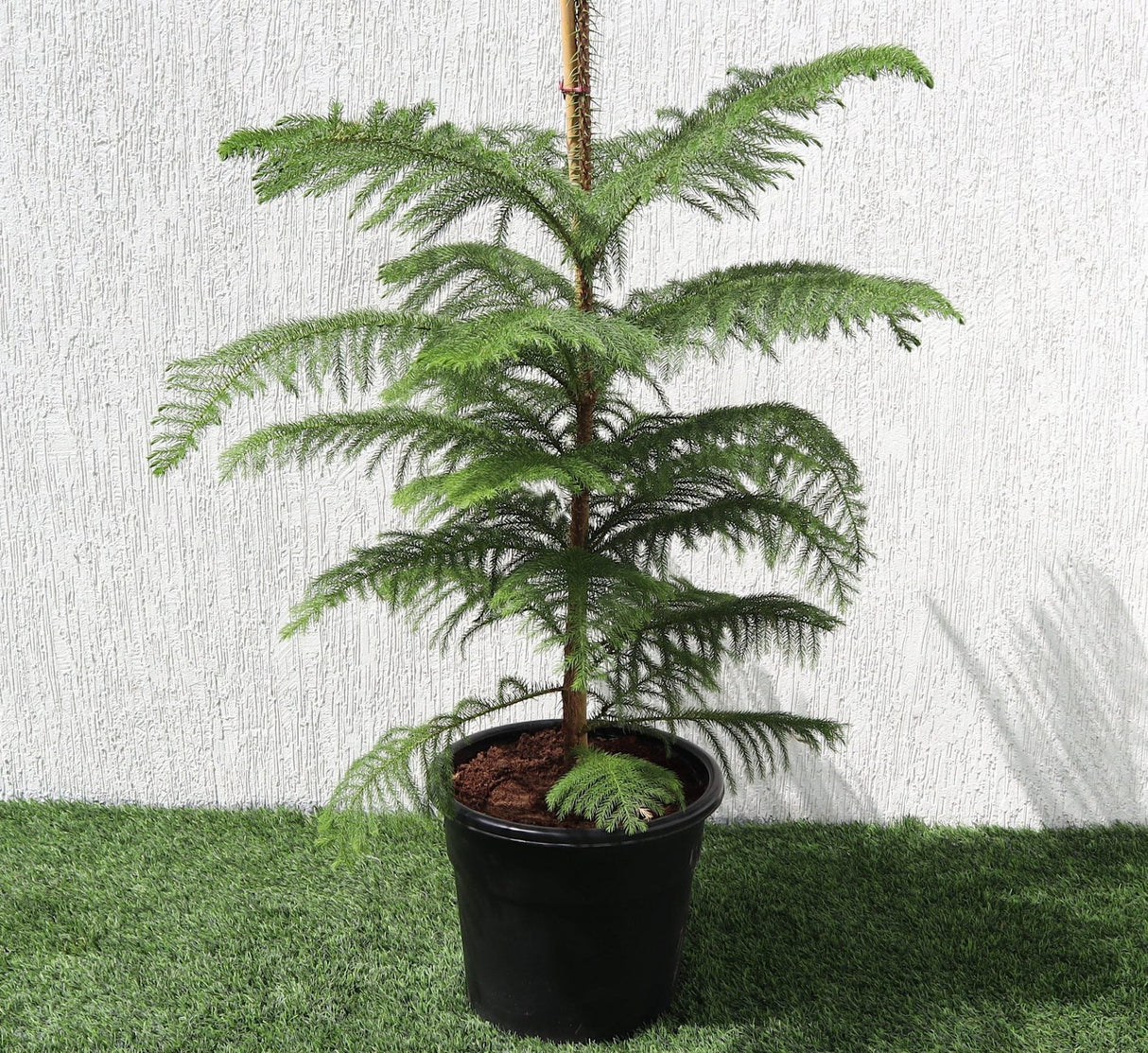 Araucaria Heterophylla Indoor "Norfolk Island Pine"