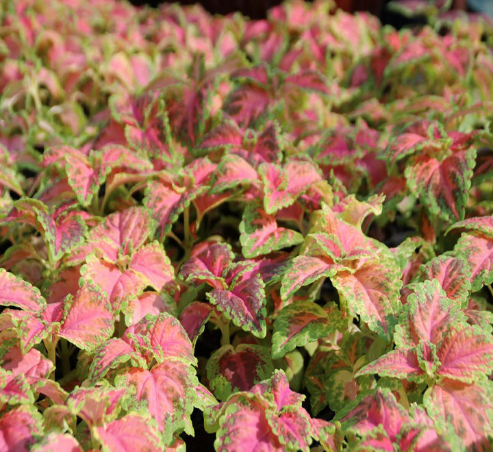 Coleus mix color "Hanging" plants