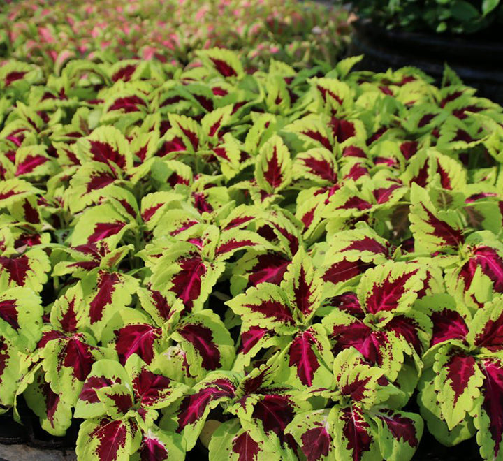 Coleus mix color "Hanging" plants