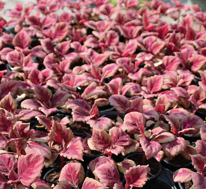 Coleus mix color "Hanging" plants