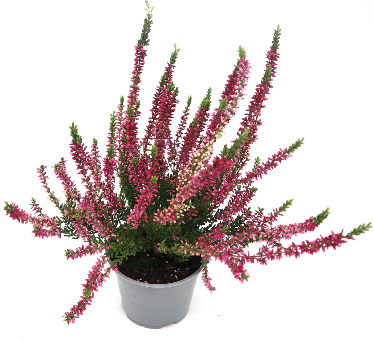 Calluna Vulgaris | Heather or Ling 20-25cm