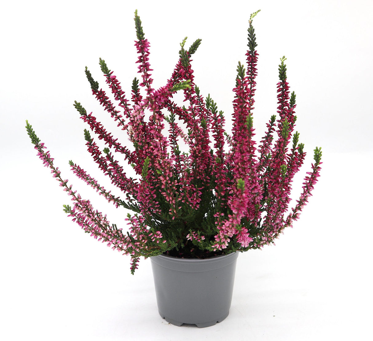 Calluna Vulgaris | Heather or Ling 20-25cm