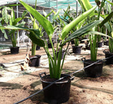 Ravenala madagascariensis "Traveller's Palm"