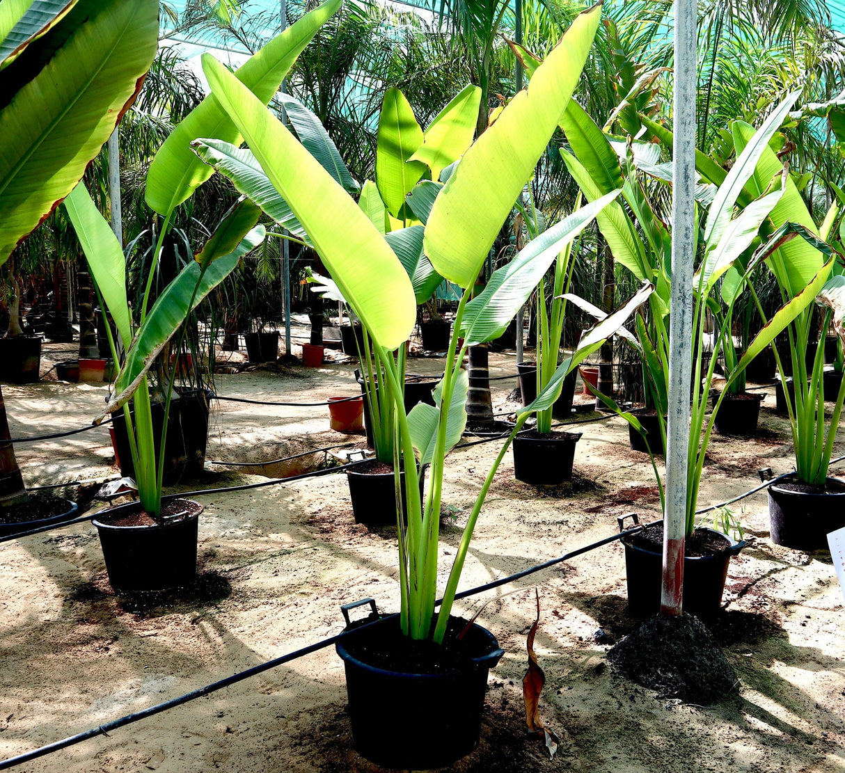 Ravenala madagascariensis "Traveller's Palm"