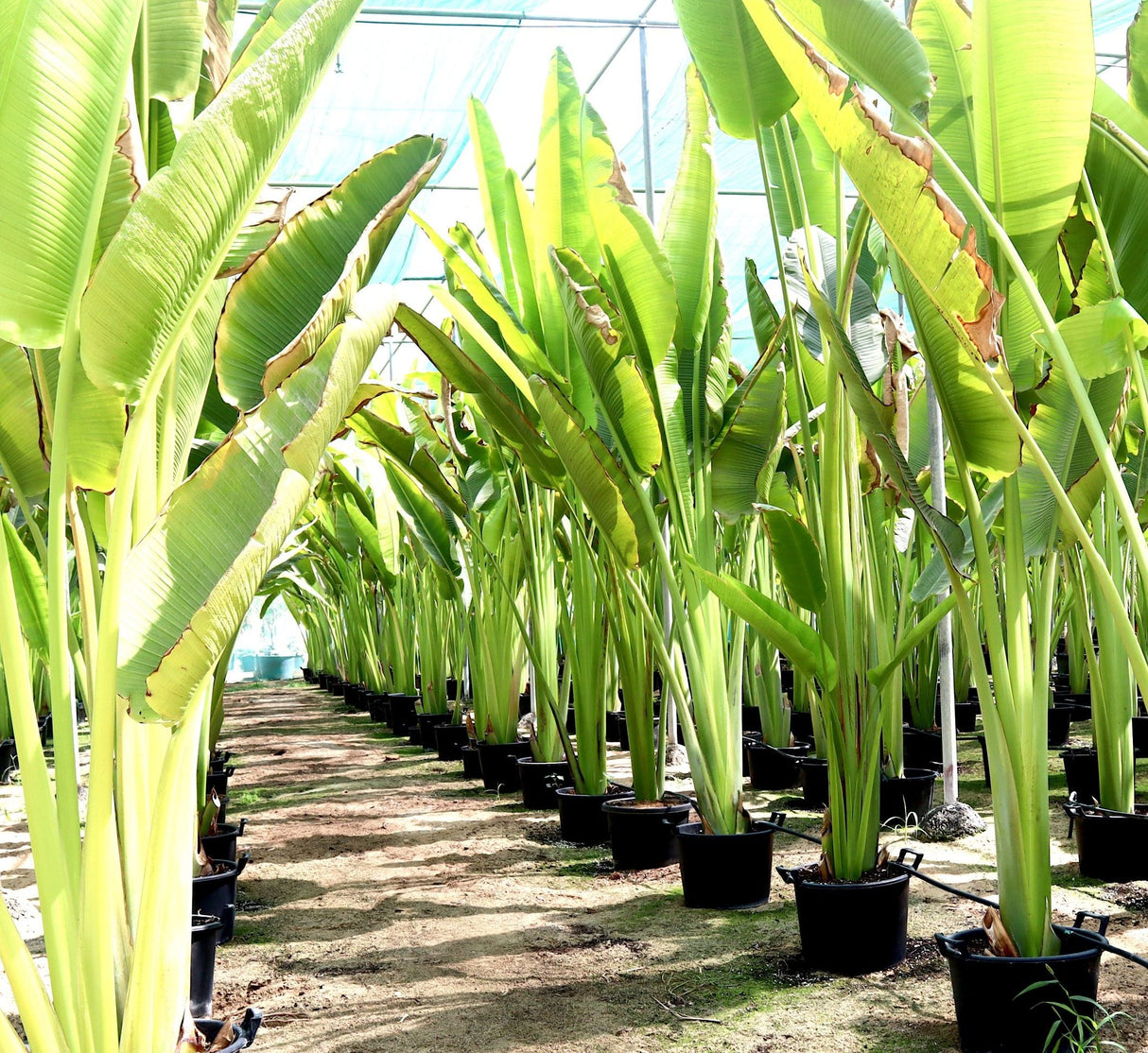 Ravenala madagascariensis "Traveller's Palm"