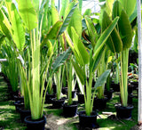 Ravenala madagascariensis "Traveller's Palm"