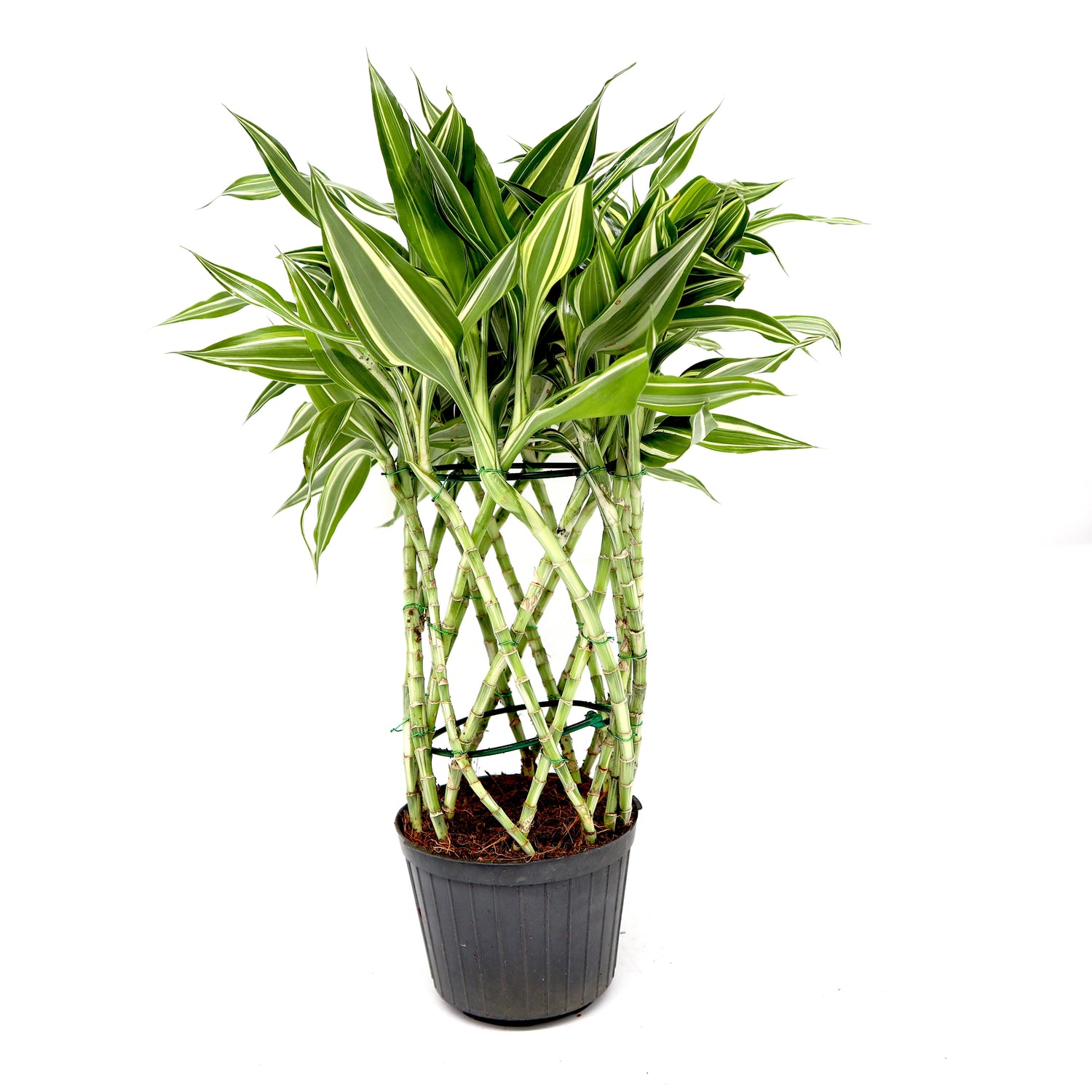 Dracaena Sanderiana | Ribbon Dracaena – Cacti