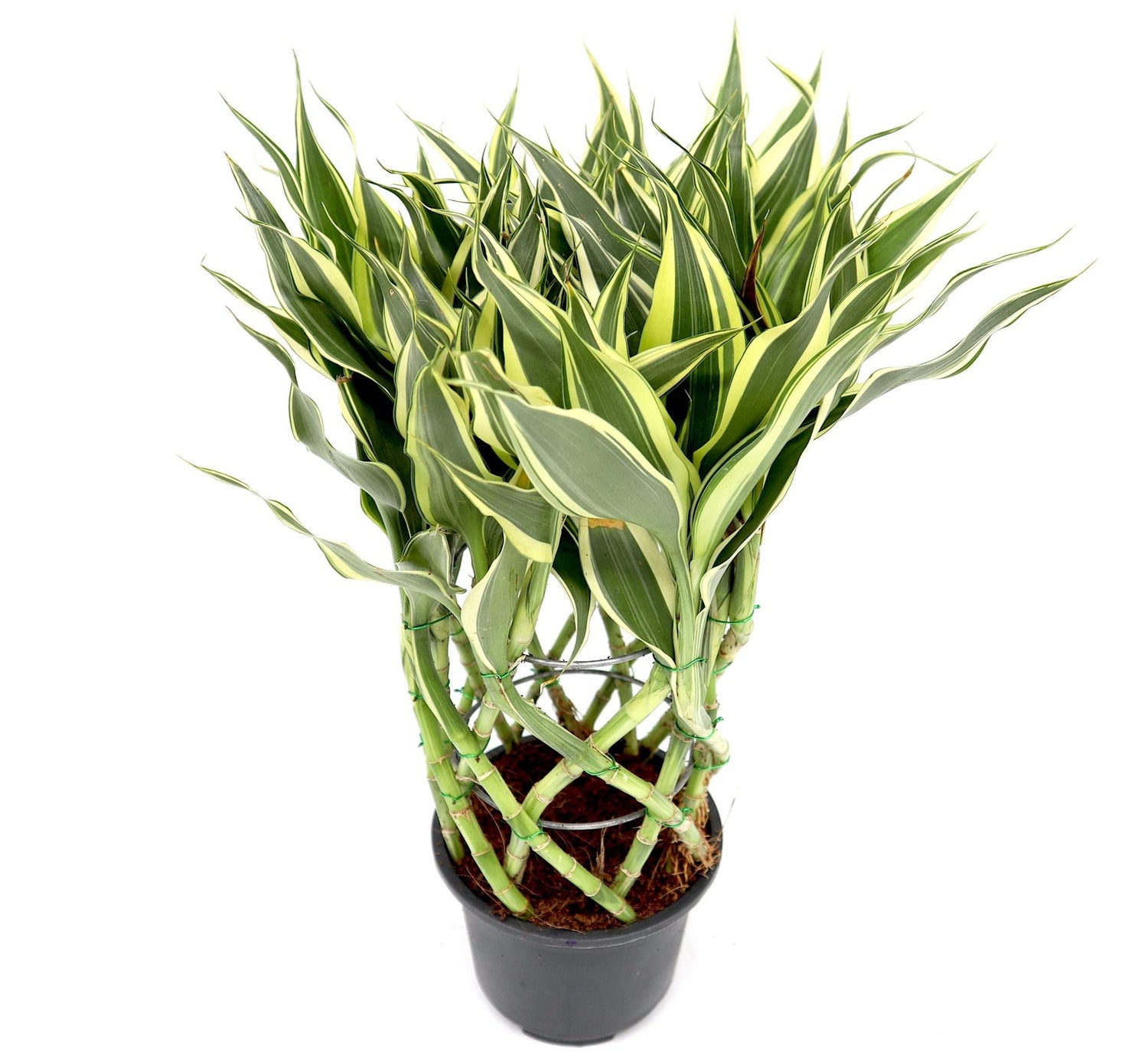 Dracaena Sanderiana | Ribbon Dracaena – Cacti