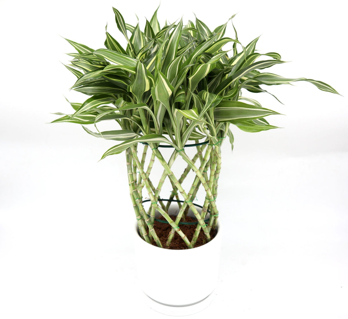 Dracaena Sanderiana | Ribbon Dracaena – Cacti