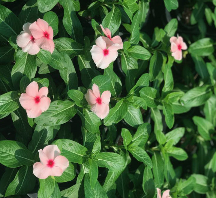 Vinca Hanging flowers 10-15cm