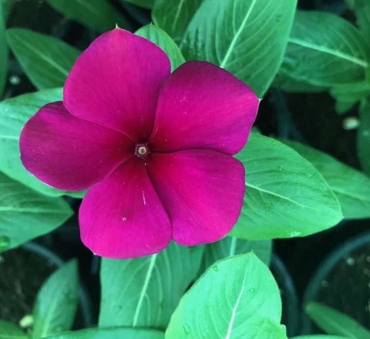 Vinca Hanging flowers 10-15cm