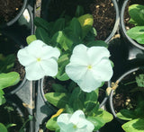 Vinca Hanging flowers 10-15cm