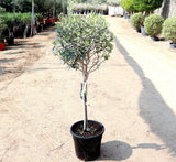 Olea europea or Olive Tree "1.0m-2.2m" شجرة زيتون