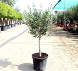 Olive Single Head Bonsai 0.8-1.0m |  شجرة زيتون