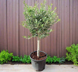 Olive Single Head Bonsai 0.8-1.0m |  شجرة زيتون