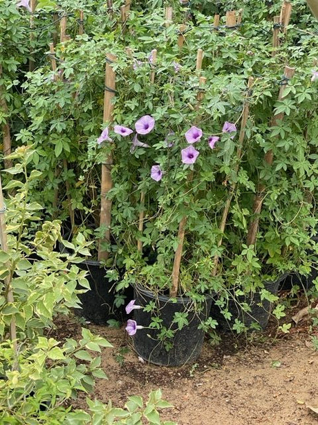 Ipomoea cairica, Cairo morning glory or coast morning glory 0.8-0.1m