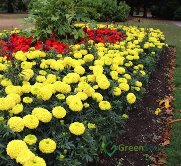 Marigold plant