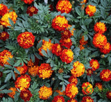 Marigold plant