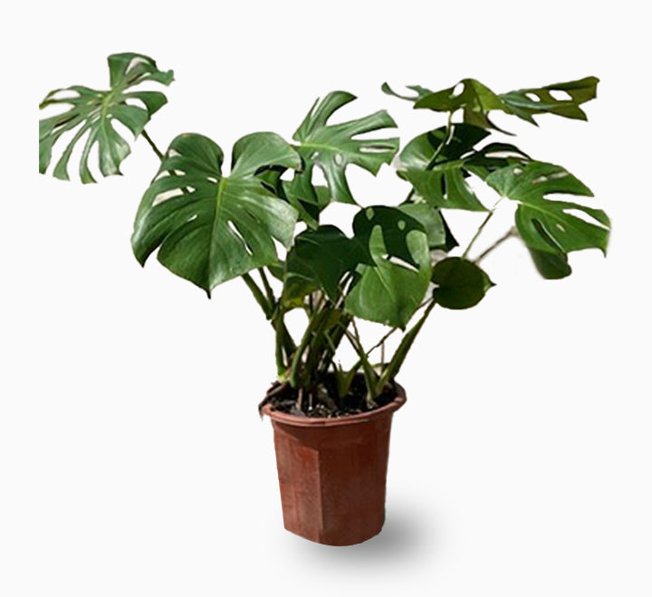 Monstera deliciosa or Swiss Cheese Plant Small, Beautiful Medium Size Monstera