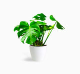 Monstera deliciosa or Swiss Cheese Plant Small, Beautiful Medium Size Monstera