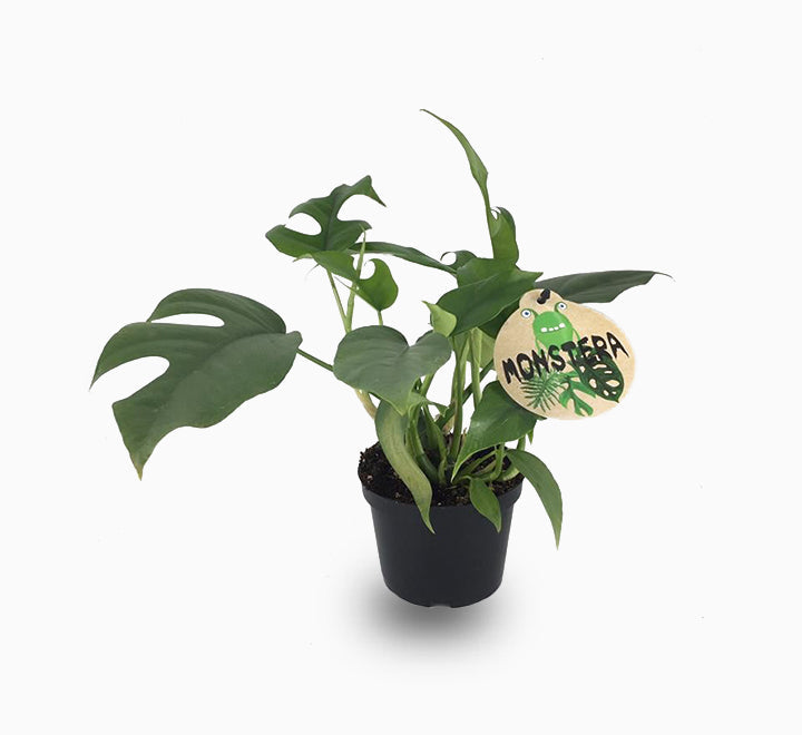 Monstera Minima or Swiss Cheese Plant