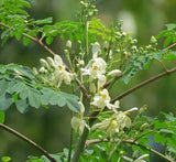 Moringa Oleifera "Drum-Stick Tree"