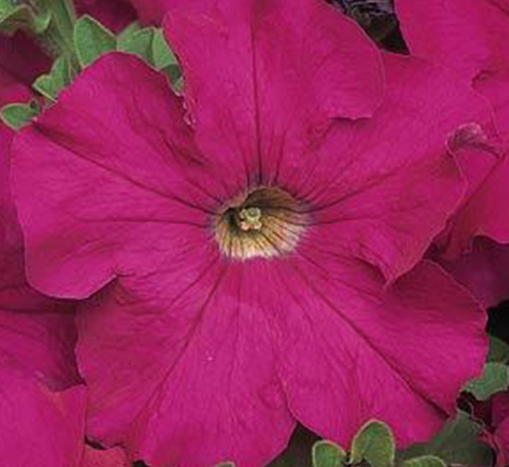 Petunia Mix Flowering Plant "Petunias"