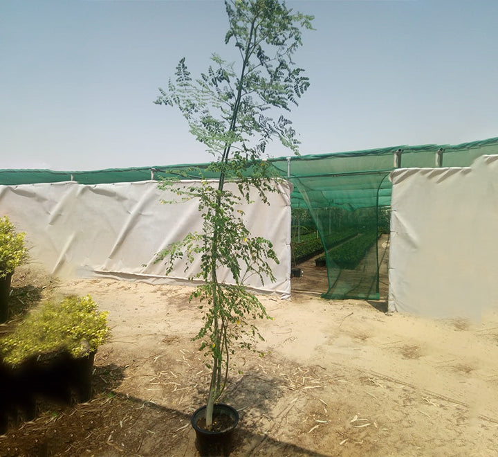 Moringa Oleifera "Drum-Stick Tree"