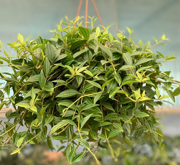 Peperomia angulata Or Green Leaf Peperomia