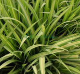 Pandanus baptistii variegata