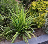 Pandanus baptistii variegata