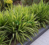 Pandanus baptistii variegata