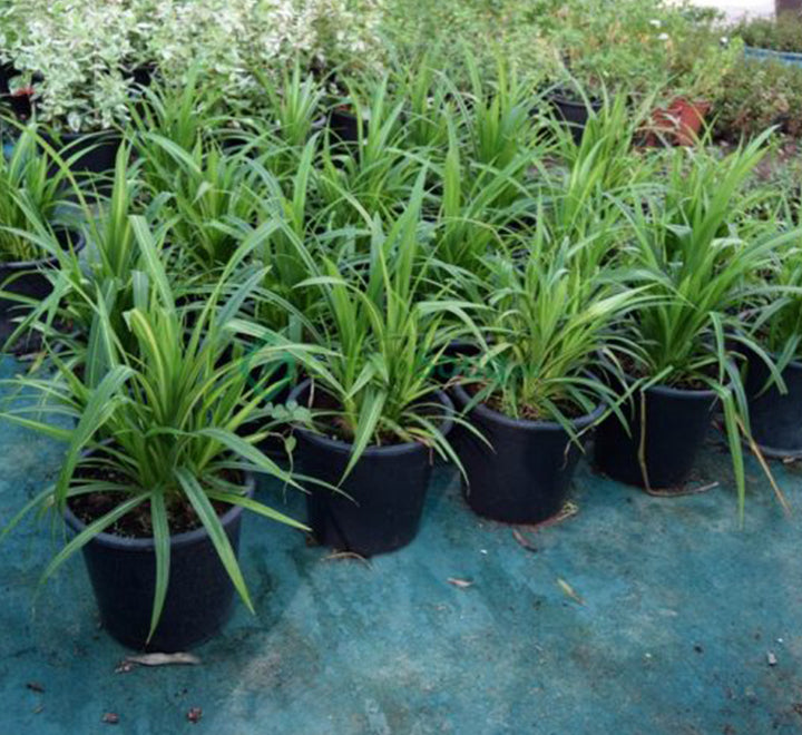 Pandanus baptistii variegata