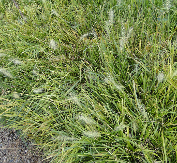 Pennisetum alopecuroides "Chinese fountain grass"