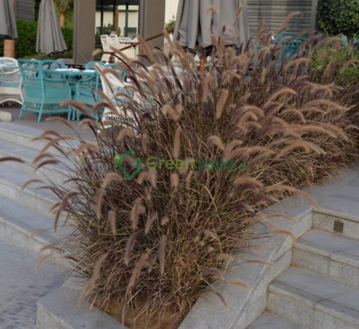 Pennisetum Rubrum (Purple Fountain Grass, African Fountain Grass, Tender Fountain Grass)