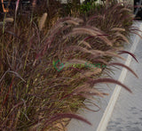 Pennisetum Rubrum (Purple Fountain Grass, African Fountain Grass, Tender Fountain Grass)