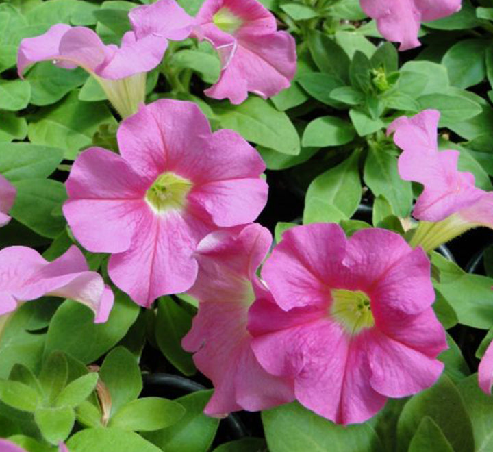 Petunia Mix Flowering Plant "Petunias"