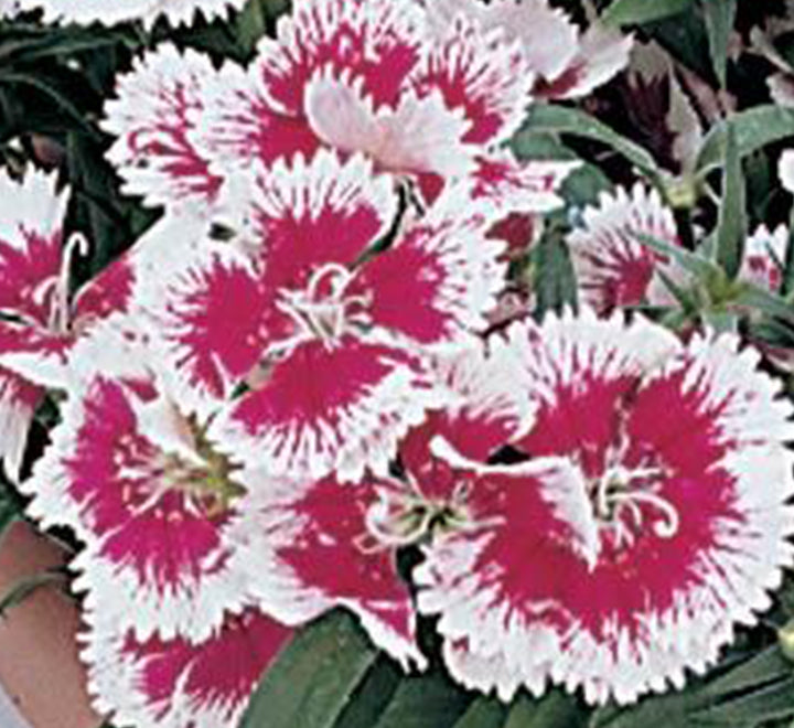 Dianthus Caryophyllus "Carnation or Clove Mix"