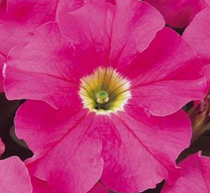 Petunia Mix Flowering Plant "Petunias"