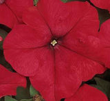 Petunia Mix Flowering Plant "Petunias"