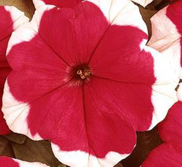 Petunia Mix Flowering Plant "Petunias"