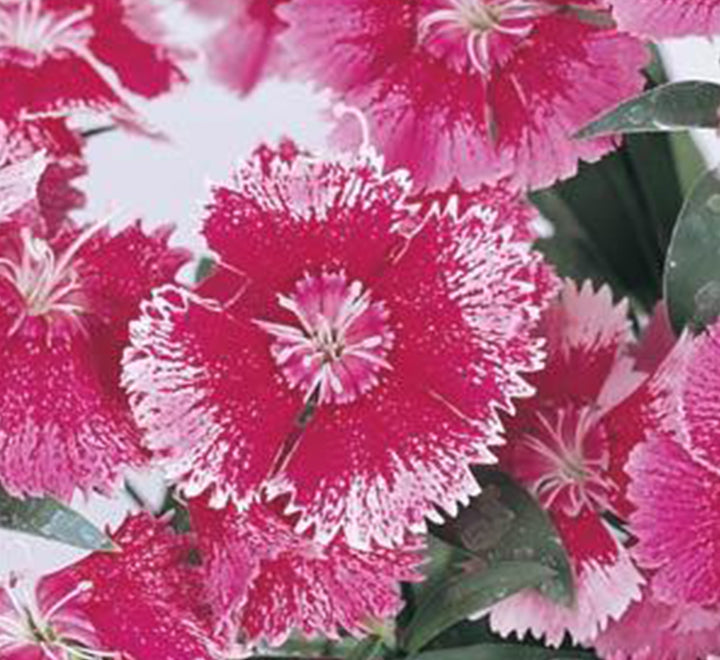 Dianthus Caryophyllus "Carnation or Clove Mix"