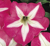 Petunia Mix Flowering Plant "Petunias"