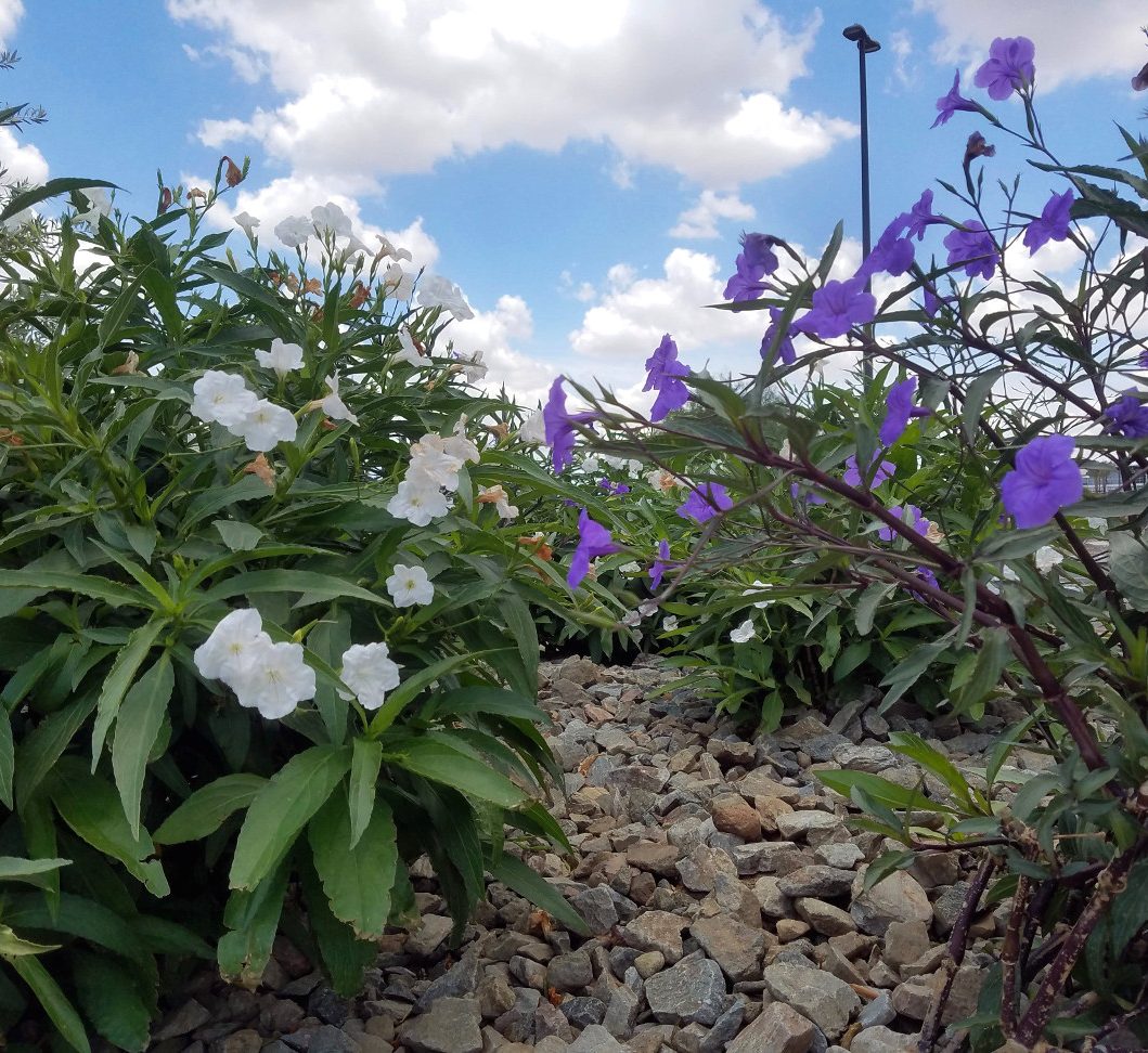 Ruellia Ciliosa "Wild Petunia" 6Ltr Pot