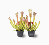 Sarracenia or American Pitchers