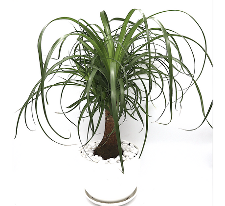 Beaucarnea recurvata "Elephant's Foot or Ponytail Palm" 50-60cm